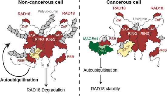 MAGE proteins bind RING ubiquitin ligases and often promote pro-oncogenic pathways.