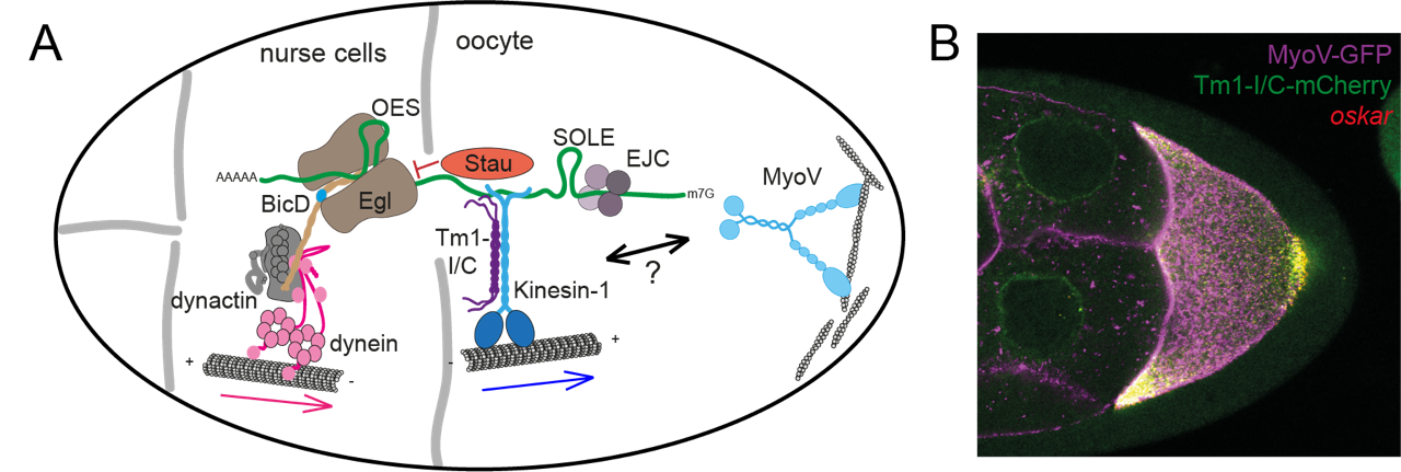 The localization of oskar mRNA in the Drosophila germline syncytium