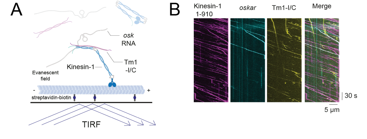 TIRF microscopy-based tracking of single transport particles