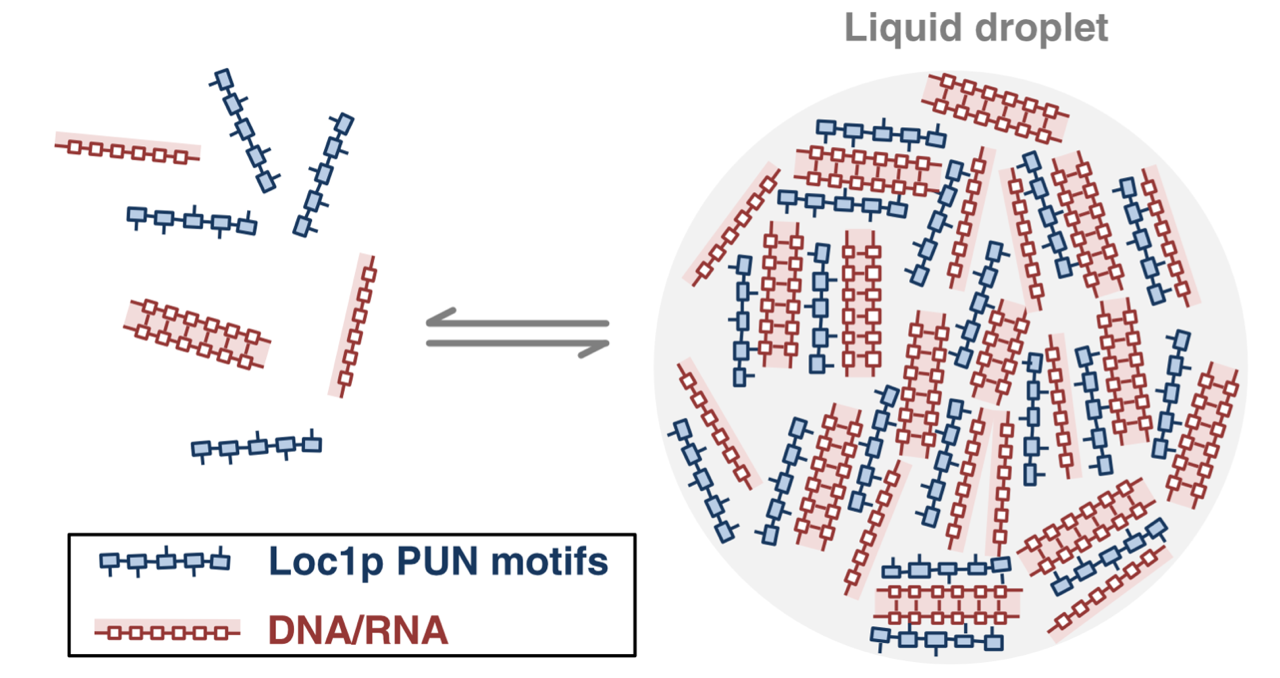 PUN motifs bind to RNA